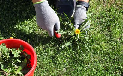 How to Spot and Remove Weeds in Your Landscaping